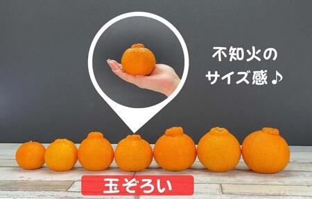 不知火 (しらぬい) 秀品 玉ぞろい 箱込 7.5kg (内容量約6.8kg)  和歌山県産 産地直送［みかんの会］