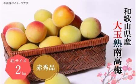 【梅干・梅酒用】大玉4Lサイズ2Kg熟南高梅 赤秀品＜2026年6月上旬～7月上旬ごろに順次発送予定＞【art023A】