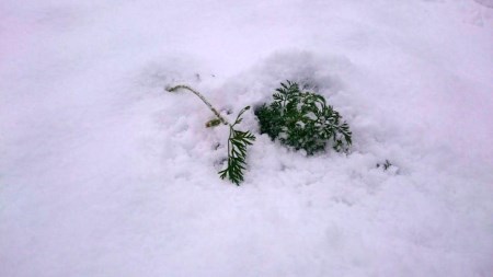 ファームかずとの雪下にんじん（8㎏）