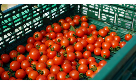 ホテルで採れた手摘み完熟ミニトマト