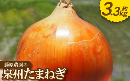 
                  《約3.3kg》藤原農園の泉州たまねぎ　なにわの伝統野菜　サイズ混合【1635893】
                
