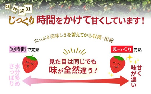 いちご やよいひめ 2026年全国いちご選手権入賞 400g × 1パック 2027年 先行予約｜イチゴ 苺 高品質 たっぷり 新鮮 完熟 旬 ストロベリー 高級 産地直送 果汁 甘い あまい 人気 高評価 高糖度 ごほうび プレゼント あすかファーム 群馬県 前橋市