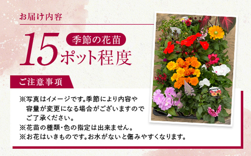 【母の日ギフト用】生産農場直送！季節の花苗セット (10～15ポット程度)  花苗 苗 セット 寄せ植え 花壇 ガーデニング F6L-1447