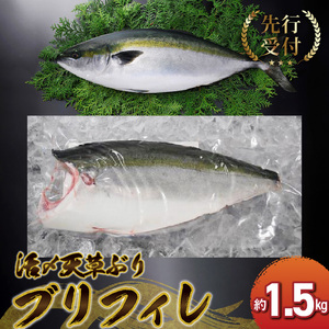 S042-005_活〆天草ぶり ブリフィレ 約1.5kg【先行予約】