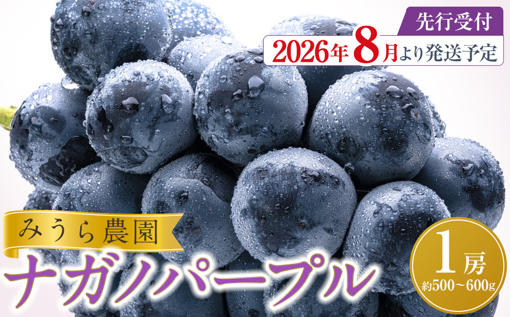 【2026年発送分先行予約】ナガノパープル１房（約500～600g）【2026年8月下旬以降順次】