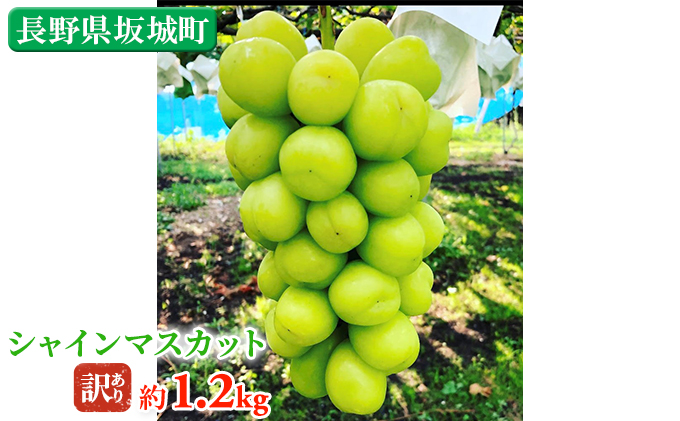 訳あり シャインマスカット 約1.2kg  鈴木果樹園 ぶどう 長野 マスカット ブドウ フルーツ 果物 シャイン【 果物類 】