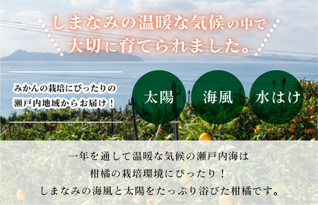 【先行予約】今治産　せとか　化粧箱　 3L～L 10～15玉　とろけるやわらかな果肉が特徴 柑橘 [KC00630]