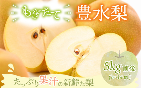 【先行予約】豊水梨 5kg前後（8～14個）新鮮ジューシー梨【2026年8月下旬以降順次発送予定】 [A-15004]