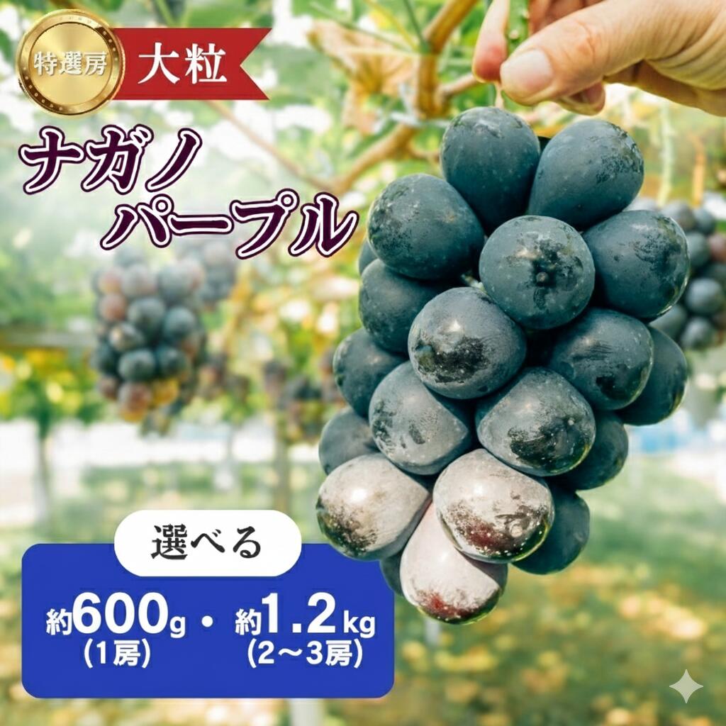 【ふるさと納税】ナガノパープル ぶどう 特選房 選べる 600g 1.2kg 特選 大粒 種なし 皮ごと 産地直送 フルーツ 果物 デザート おやつ 葡萄 長野パープル 秋 旬 旬の果物 旬のフルーツ 信州 信州産 長野県 長野県産 駒ヶ根市　お届け：2026年9月中旬～10月上旬まで