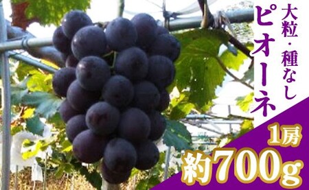ぶどう ピオーネ 1房 約700g ぶどう ぶどう ぶどう ぶどう ぶどう