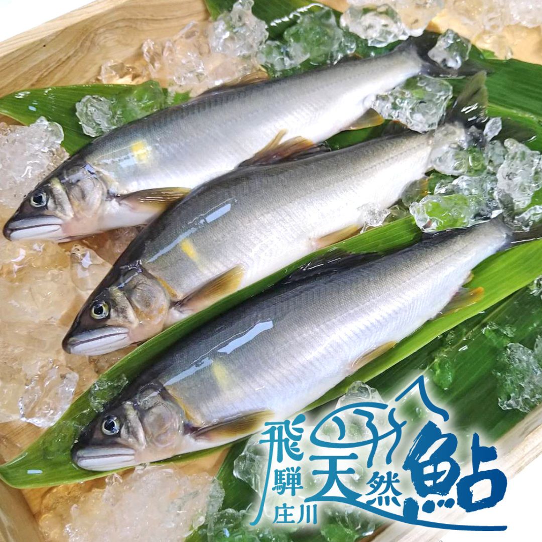 【ふるさと納税】≪選べる≫ 飛騨庄川の天然鮎 白川村産 尾数が選べる 2尾 4尾 6尾 8尾 12尾 18cm以上 鮎 天然 あゆ 魚 川魚 岐阜県 白川郷 世界遺産 塩焼き BBQ 6000円 10000円 15000円 20000円 30000円