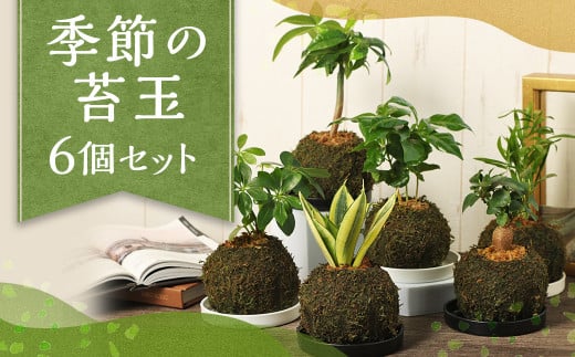 季節の苔玉 6個セット 観葉植物 苔玉 植物 プラント 園芸 ガーデニング インテリア お家時間 癒し インドアグリーン 熊本 益城町