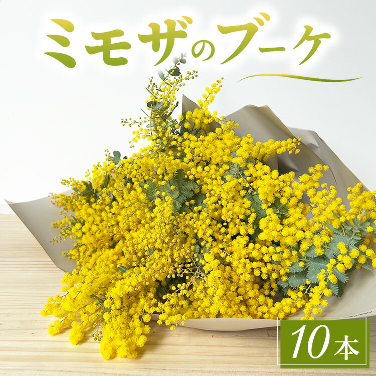 【ふるさと納税】ミモザのブーケ 10本セット ※2026年3月中旬～4月中旬頃に順次発送予定 ※離島への配送不可
