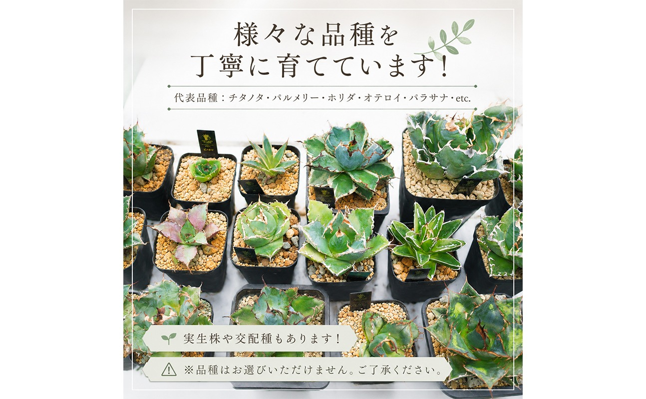 アガベ 2種 植物 インテリア ガーデニング 実生株 ハイブリッド 交配種 人気 インテリアグリーン 多肉植物 観葉植物 グリーン リラックス ドライガーデン 室内植物 香川県 丸亀市