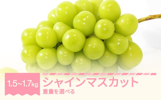 
                  令和8年産 ぶどう シャインマスカット 秀品 重量を選べる yi-busmx
                