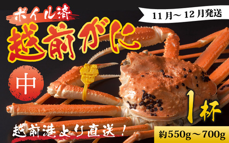 【先行予約】越前港より直送！ 越前がに 中 (約550g～700g) 1杯※発送前に在宅確認の電話連絡をいたします!【11月～12月発送予定】ズワイガニ ずわいがに ズワイ蟹 越前ガニ ボイル 刺身 蟹 鍋用 しゃぶしゃぶ 冷蔵 福井県 南越前町 送料無料