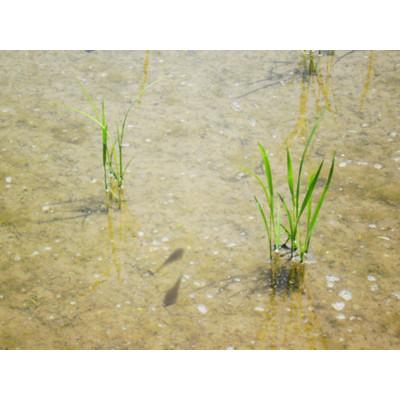 ふるさと納税 南砺市 【熨斗付き】富山県産こしひかり　引越しご挨拶B　白米450g(3合)×5袋セット　《南砺の逸品》 |  | 03