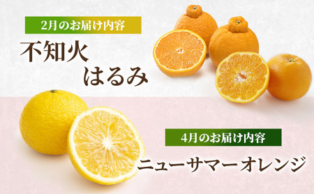 みかん 河津町 旬のみかん セット 果物 フルーツ みかん