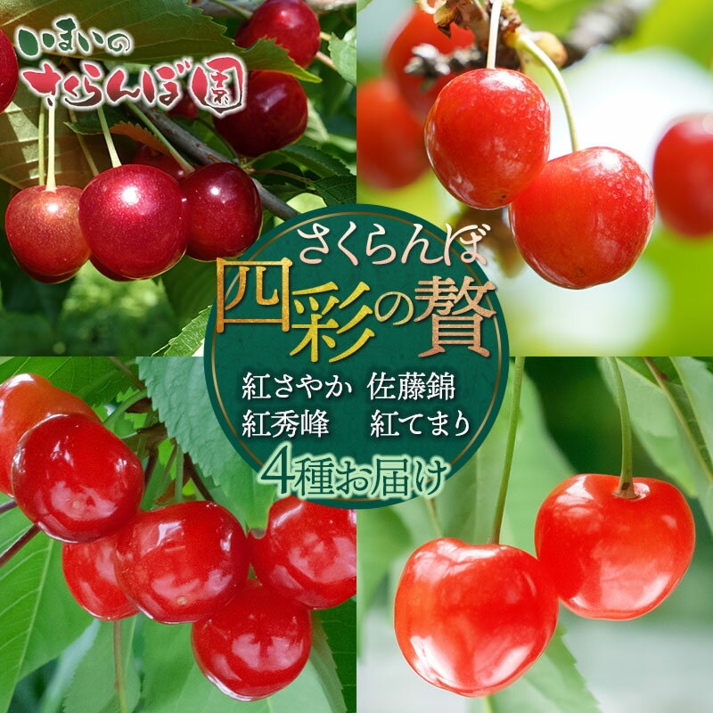 【ふるさと納税】【令和8年産先行予約】【4回お届け】さくらんぼ四彩の贅 〜紅さやか・佐藤錦・紅秀峰・紅てまり〜 4品種お届け 各500g いまいのさくらんぼ園