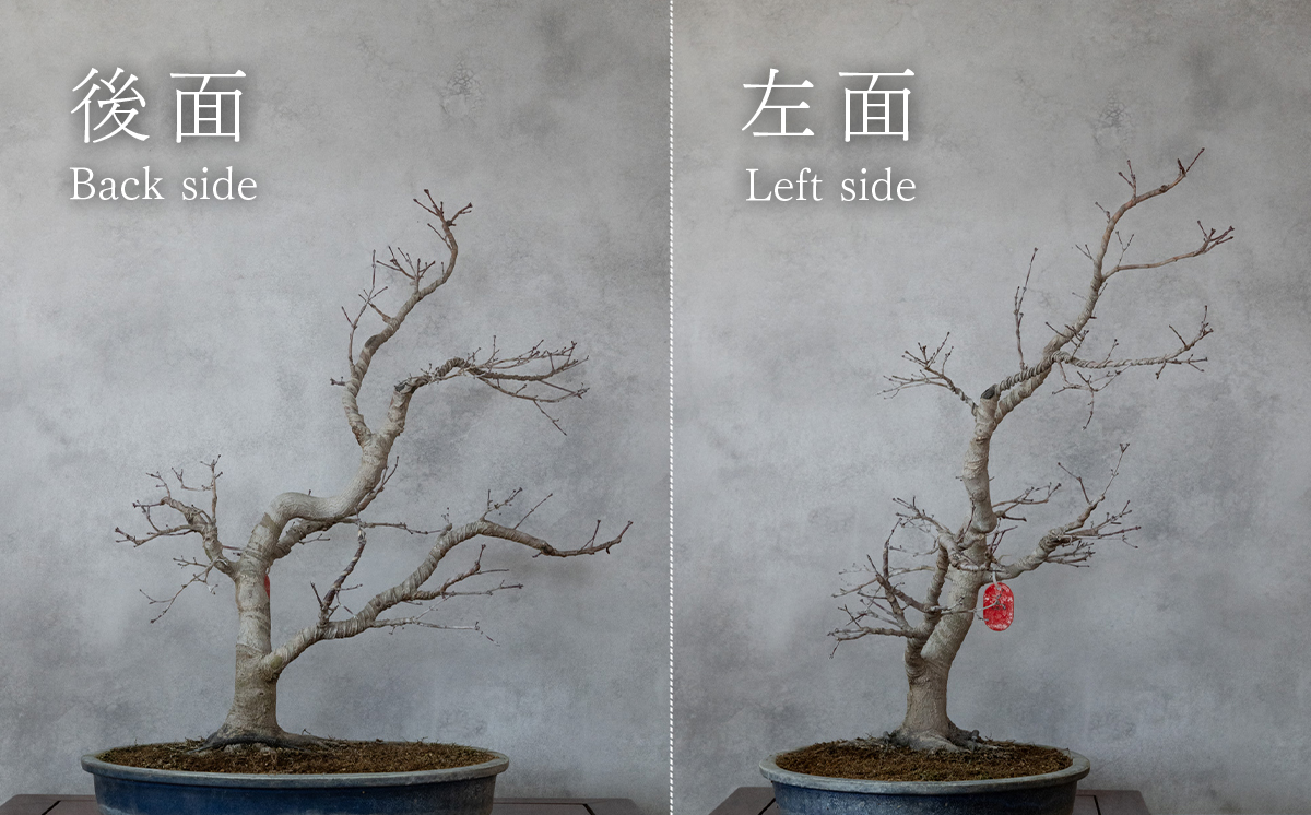 【1点物】盆栽 もみじ （紅千鳥） (6) 国風盆栽展 入選 作家 古澤辰雄 ⑥もみじ（紅千鳥）取木7年