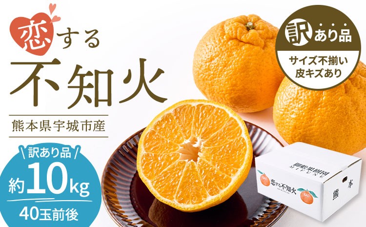 
                  訳あり 不知火 恋する不知火 選べる容量 約10kg 【2026年4月上旬から2026年7月中旬発送予定】 御舩果樹園 わけあり 不揃い しらぬい 柑橘 宇城市 熊本県産 
                