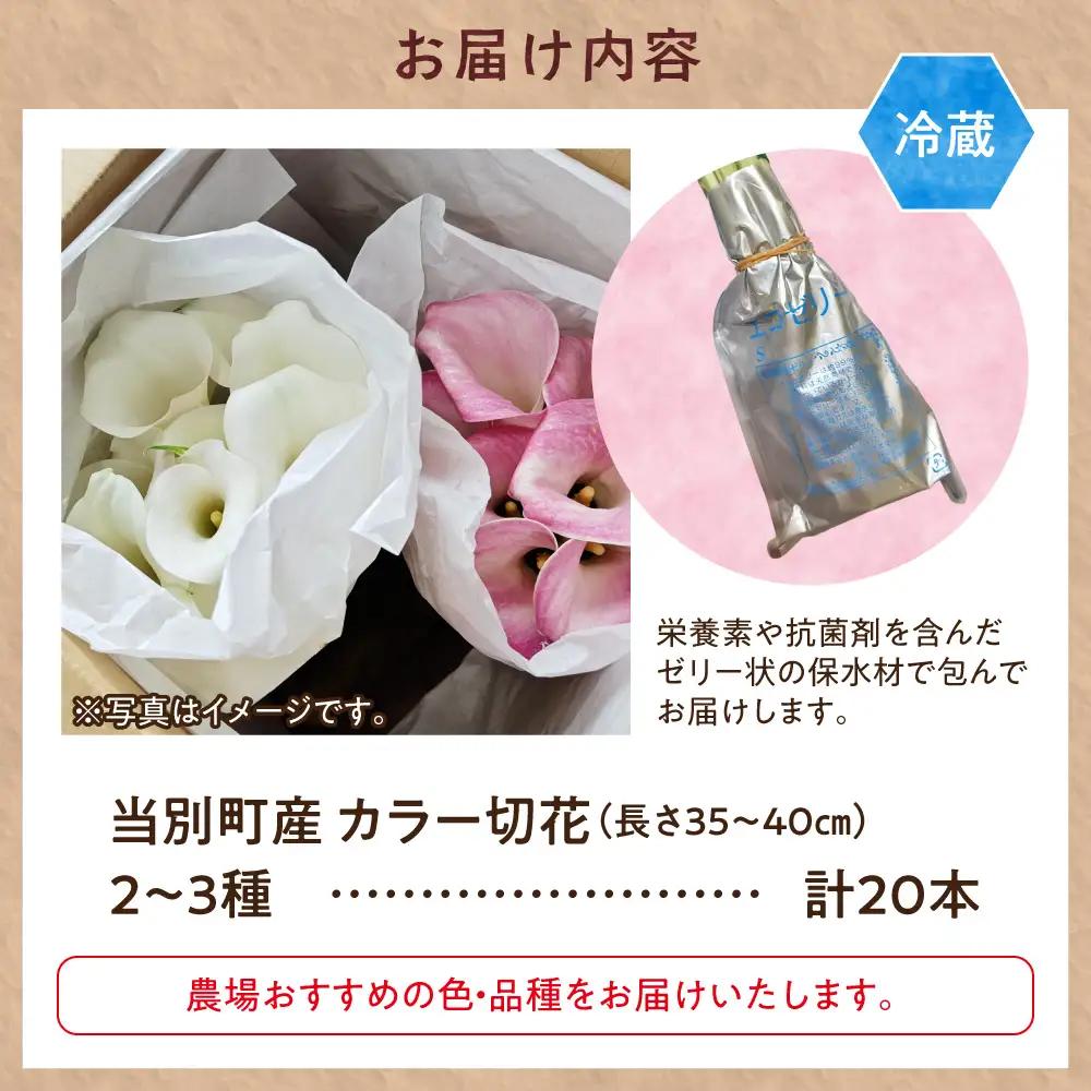 カラー 切花 20本（2～3品種）四季農場《7月上旬-10月中旬出荷》