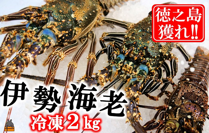 
            1815 新鮮なまますぐ冷凍!!徳之島産冷凍伊勢海老2kg（3尾～5尾） （ 伊勢えび イセエビ 伊勢えび 伊勢エビ えび エビ 海老 鍋 ご馳走 海の幸 料理 焼き 人気 海産物 家族 正月 お祝い ）
          