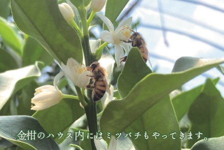 完熟 きんかん たまたま 2kg 宮崎 皮ごと 果物 フルーツ 先行受付 予約 金柑 ギフト 贈答 送料無料