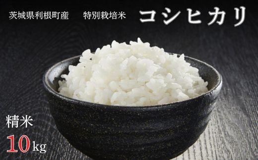 利根町産【特別栽培米】コシヒカリ　精米10kg ／ お米 コメ こめ ごはん コシヒカリ 白米 精米 10kg 特別栽培 令和7年産 新米 茨城県 利根町