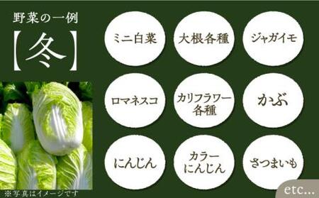 農家が選ぶ！ 旬の新鮮野菜 約15種類 セット《豊前市》【田村農産】産直 野菜 やさい 詰め合わせ[VBE002] 野菜 野菜セット 旬の野菜 大量野菜 野菜 野菜セット 旬の野菜 大量野菜 野菜 野