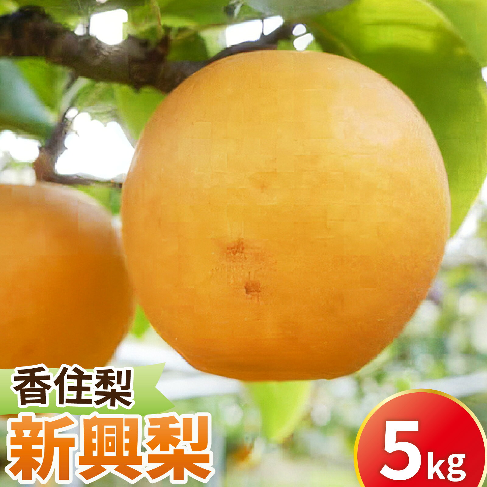 【ふるさと納税】【先行予約】新興梨 (香住梨) 5kg ※2026年10月15日より順次発送 | なし 梨 ナシ 果物 くだもの フルーツ 和梨 旬の梨 数量限定