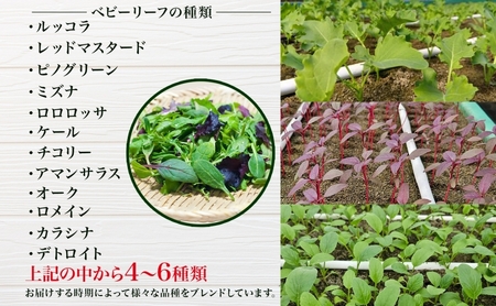 手摘み ミックスベビーリーフ 50g 10袋 ベビーリーフ 野菜 ヤサイ 旬の野菜 葉物野菜 生野菜 ハーブ 緑 彩り 柔らかい 手軽 サラダ サンドイッチ トッピング アクセント はーとふる農園 国