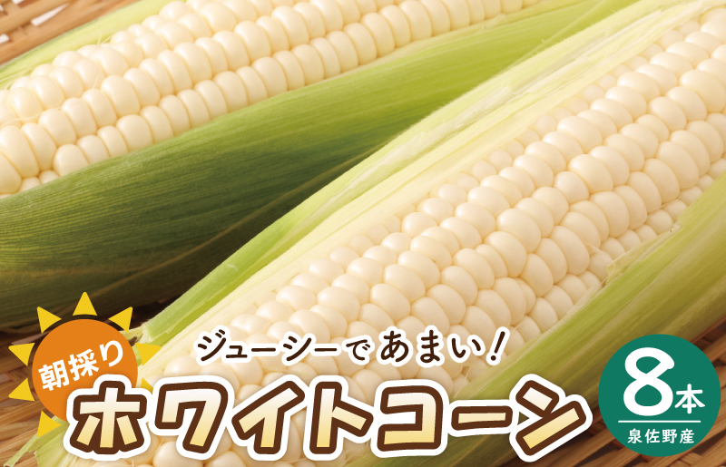 【先行予約】朝採り ホワイトコーン 8本セット【とうもろこし 農家直送 新鮮 野菜 やさい 期間限定 大阪 泉佐野 大阪府 泉佐野市】