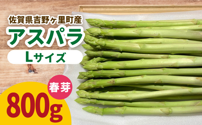 
            限定30箱！先行予約 / 受付は3/25まで！【26年2月下旬～4月上旬順次発送】吉野ヶ里産アスパラガス 春芽 800g(20本～30本) 佐賀県吉野ヶ里町/K-ファーム吉野ヶ里[FCU001]
          