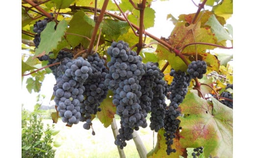 八千代夢ワインシリーズ　ヤマ・ソーヴィニョン（赤ワイン）1本【茨城県共通返礼品・八千代町】 ※着日指定不可 ※沖縄県への配送不可｜お酒 洋酒 瓶 750ml ワイン 赤ワイン 酒 洋酒 ギフト 贈答 