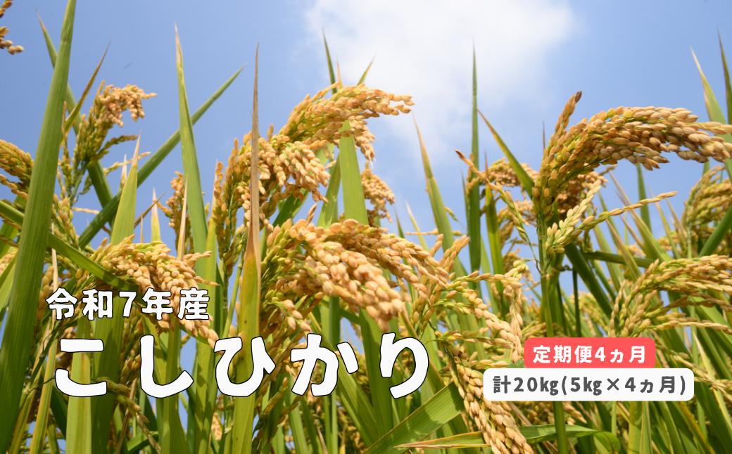
            150259【令和7年産／お米定期便／4ヵ月】しまね川本 こしひかり 5kg (計20kg）
          