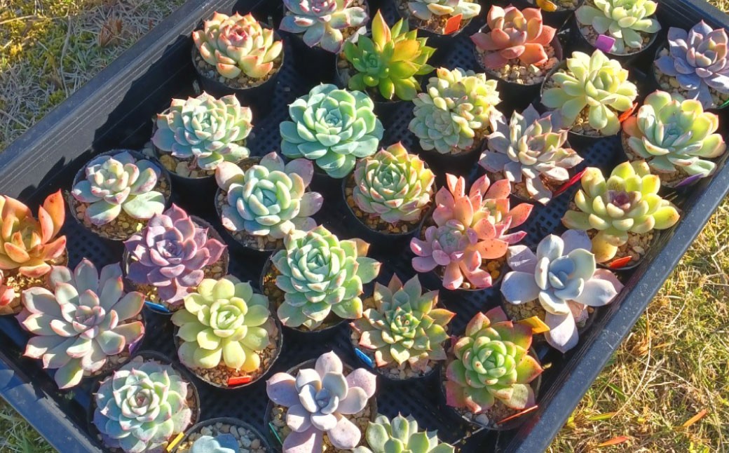 多肉植物 おまかせセット 15種 セット