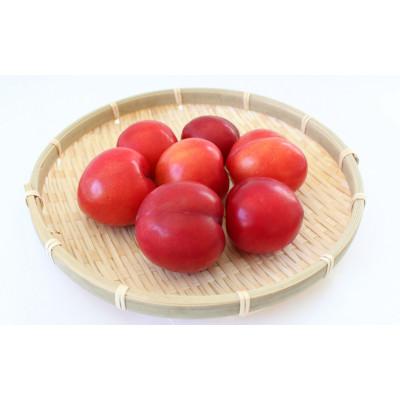 ふるさと納税 田辺市 先行予約 すもも(大石)900g(450g×2)※5月下旬〜順次発送予定【mtm010-2】 |  | 01