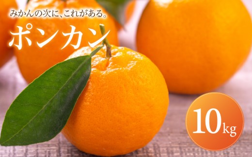 ポンカン 家庭用 10kg 【2027年1月中旬頃から順次発送】 | ぽんかん みかん ミカン mikan 蜜柑 訳ありフルーツ 柑橘 果物 おすすめ お勧め お取り寄せ ギフト 愛媛県 松山市