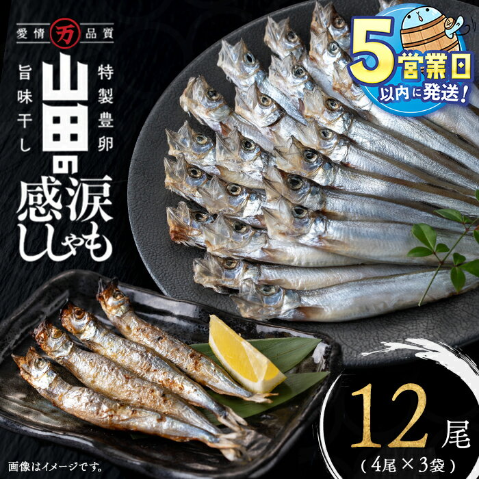 【ふるさと納税】＜すぐ届く！＞山田の感涙ししゃも 計12尾(4尾×3袋) 子持ちからふとししゃも 子持ち 特大 ししゃも シシャモ 魚介 メス 卵 冷凍 小分け 鹿児島県 垂水市【山田水産】W-1803