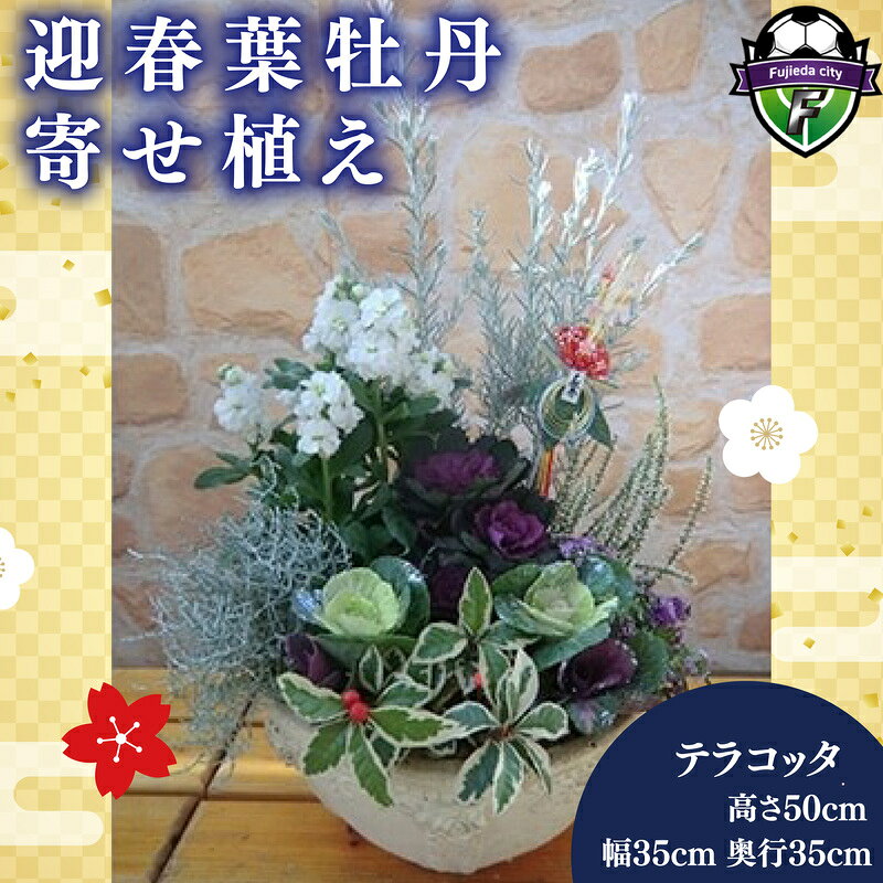 【ふるさと納税】 【 先行予約 ：2026年12月から発送開始 】 葉牡丹 寄せ植え 正月飾り テラコッタ 迎春 ガーデニング 冬 季節 庭 贈答 プレゼント ギフト 植物 オンライン決済限定 花壇 園芸 観葉植物 インテリア 冬の花 正月準備 冬支度 藤枝市 静岡県