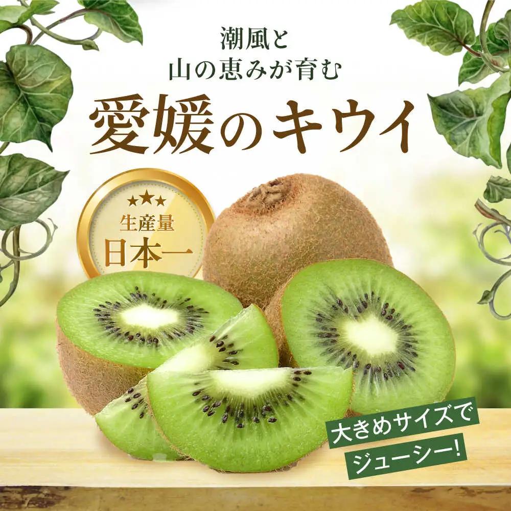 キウイフルーツ 約1.3kg（×9個） [AGDC002]