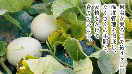 【 先行予約 5月下旬 以降発送 】【 令和6年産 】【 農家直送 】【 昭和の大衆メロン 】 プリンスメロン 1箱 約 5kg （ 7～8玉 入り） [AX020ya]