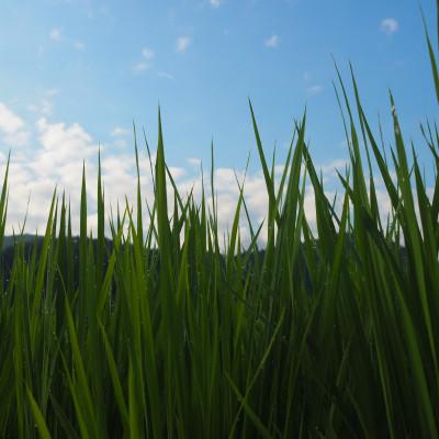 ふるさと納税 南魚沼市 令和6年産　南魚沼塩沢地区「大沢産コシヒカリ」特A米(※)5kg×1袋 |  | 03