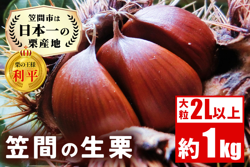 笠間の生栗 （約1kg） 低温熟成 利平 2L以上 日本一 栗生産量 茨城県 栗 くり 生栗 熟成栗 大きい 大粒 茨城 国産 国産栗 和栗 甘栗 栗ご飯 栗きんとん 栗おこわ 甘露煮 マロン 秋 旬 おやつ スイーツ きんとん 冷蔵 保存料不使用 無添加 笠間市
