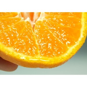 「デコ」不知火[約2.8kg]湯浅町田村産 春みかん(サイズおまかせ)【1223187】