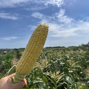 【 2026年 先行予約 】 とうもろこし 白＆黄 8本 【 とうもろこし 】