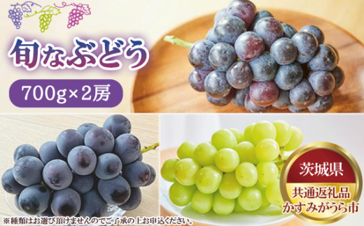 【先行予約】旬なぶどう　700g×2房　かすみがうら市産【茨城県共通返礼品 かすみがうら市】 ／ セット 詰め合わせ 新鮮 葡萄 ブドウ 果物 フルーツ 茨城県 特産品 No.808