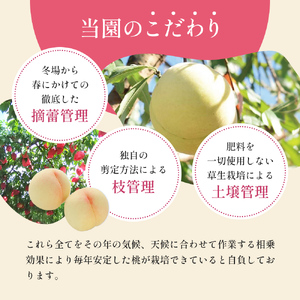 桃 先行予約 清水白桃 約3.0kg 9～12玉 糖度12度以上 もも モモ 桃 