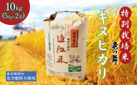 新米 【令和6年9月中旬より順次発送】 きぬひかり 白米 10kg （ 5kg × 2袋） 2024年産 竜の舞 化学肥料不使用 特別栽培米 国産 安心 安全 近江米 米 お米 白米 お弁当 玄米 産地直送 滋賀県 竜王町 送料無料